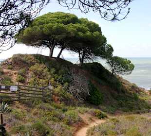 Schirmpinien auf den Klippen.