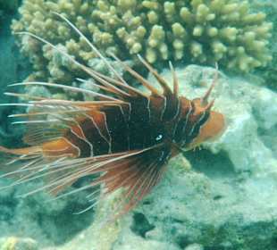 Noch ein Strahlenfeuerfisch