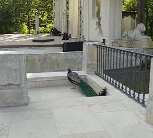 Амфитеатр в Лазенках (ВАршава)