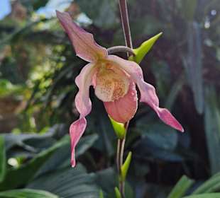 Gartenanlage
