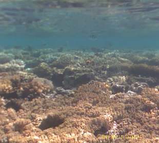 Jaz Makadi Oasis Club & Resort 