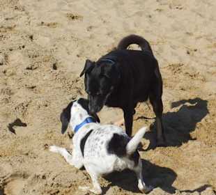 Hundestrand in Bibione