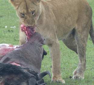 Löwin "übernimmt"
