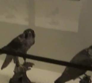 Naturhistorisches Museum