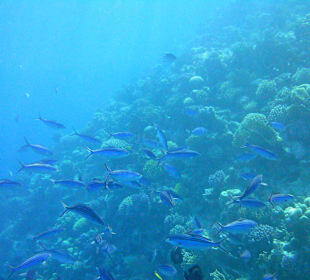 Fischschwarm - Hausriff