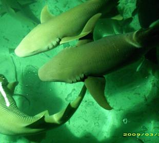 Hai- und Rochenfütterung