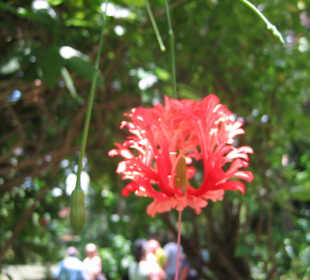 Ausflug Ocho Rios - Botan.Garten