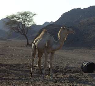 Ausflug in die Wüste