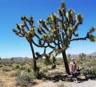 Joshua Tree Nationalpark