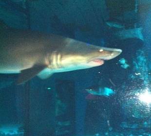 Hai im Sea Life London