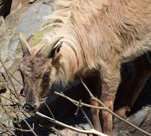 Himalaya-Tahr
