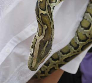 Snake Farm