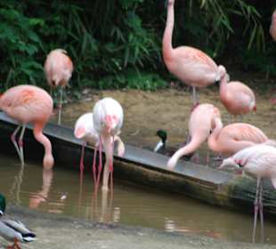 Flamingos