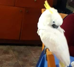 Papagei im Restaurant