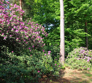 Rhododendron in voller Blüte