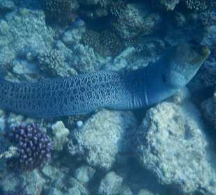 Riessen Muräne auf dem Weg in die Marina 