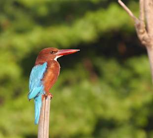 Eisvogel
