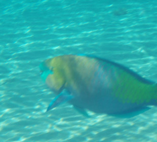 Papageienfisch am Hotel Ghazala Beach/Village