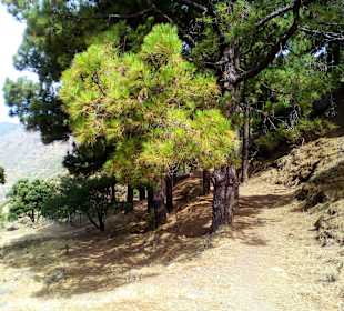 Ausblick vom Cruz de Tejeda 