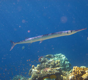 Schnorcheln Marsa Alam