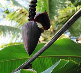 Bananenblüte