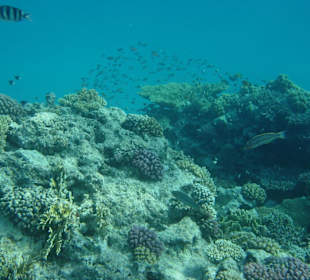 Schnorcheln im Roten Meer
