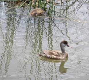 Parc natural de s’Albufera