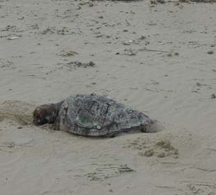 Tote Schildkröte am Nachbarstrand