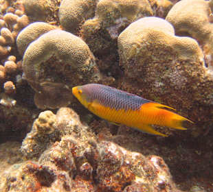 Begegnung unter Wasser Hurghada