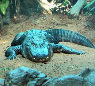 Krokodil in Ruhestellung