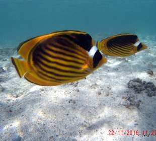 Unsere Begleiter, direkt am Strand 2016