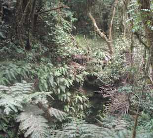 Kilimandżaro