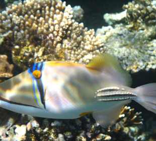 Am Hausriff Dreams Beach Resort & Dreams Vacation Resort