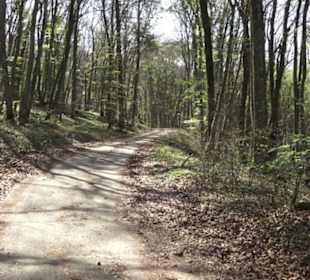 Waldlehrpfad an der Lauter