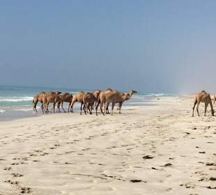 Kamele am Strand