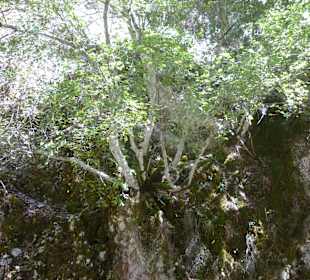 Wanderung durch die Imbros Schlucht