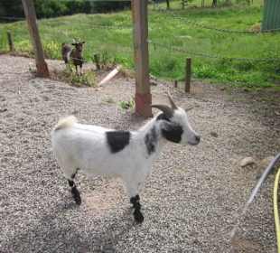 Ferme du Hungerplatz