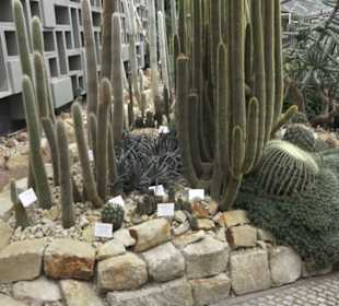 Wüstenpflanzen -  Alter Botanischer Garten