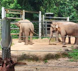 Singapur Zoo