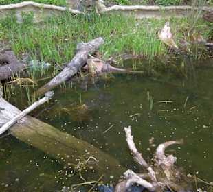 Afrika Bereich - Sumpfschildkröte
