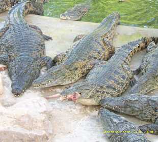 Blick auf die Krokodile