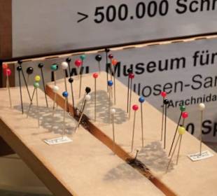 In der Depotausstellung des Museums