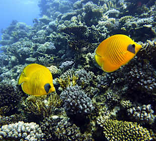 Falterfische im Riff