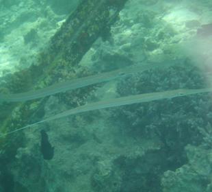 Flötenfische direkt am Steg