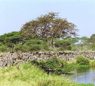 Herde mit Zebras kommt zum Wasserlauf