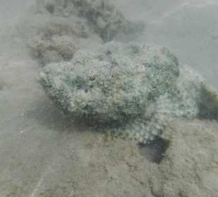 Steínfisch Nr1. Hotel Prima Life Makadi Bay