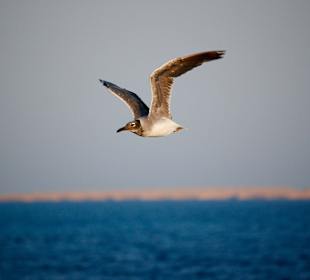 На рыбалку летит 