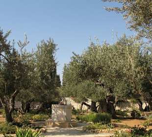 Вековые оливы