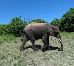 Elefanten im Chobe Nationalpark