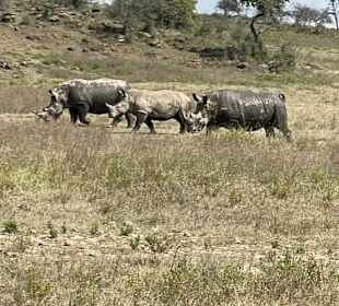 Nashörner  